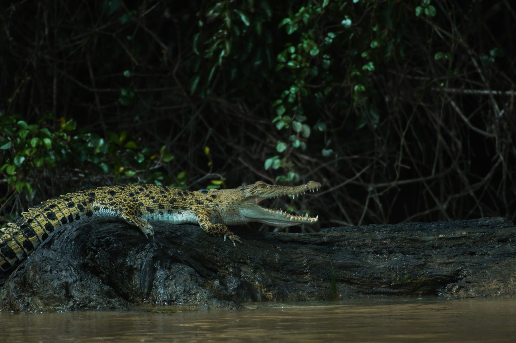 Saltwater Crocodile — Borneo wildlife, book, free download, jungle tour, herp tour
