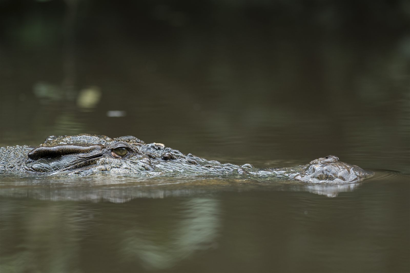 Saltwater Crocodile — Borneo wildlife, book, free download, jungle tour, herp tour