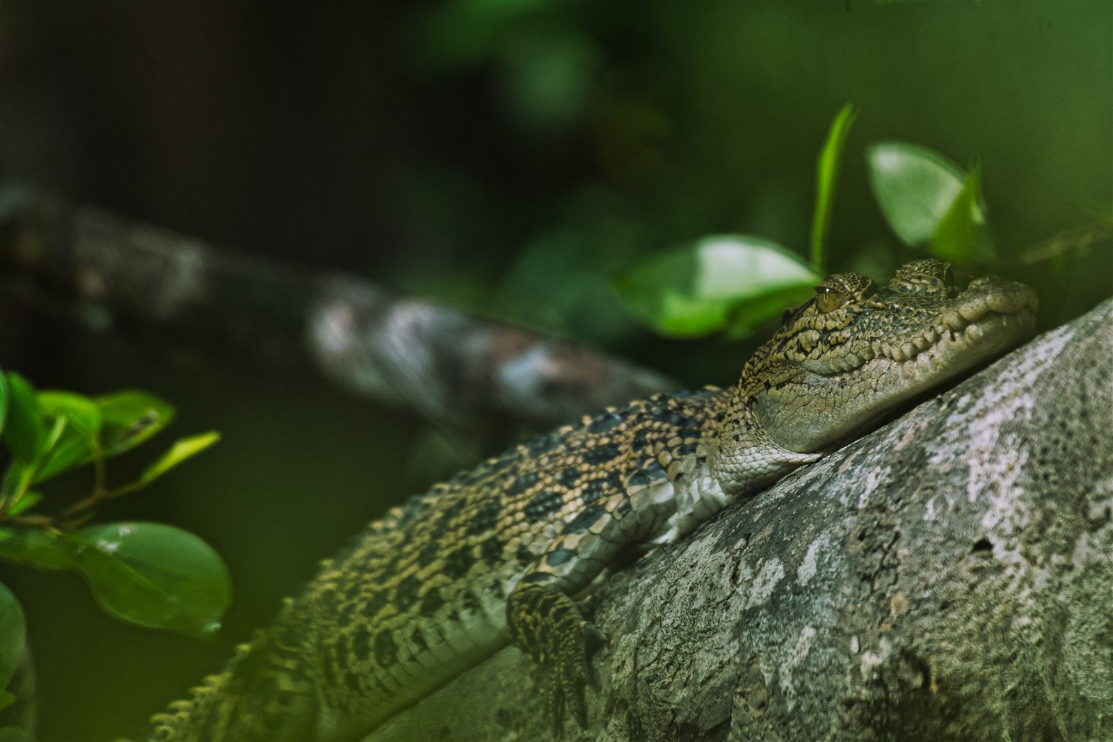 Saltwater Crocodile — Borneo wildlife, book, free download, jungle tour, herp tour