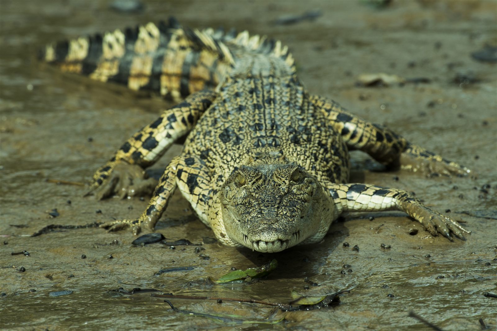 Saltwater Crocodile — Borneo wildlife, book, free download, jungle tour, herp tour