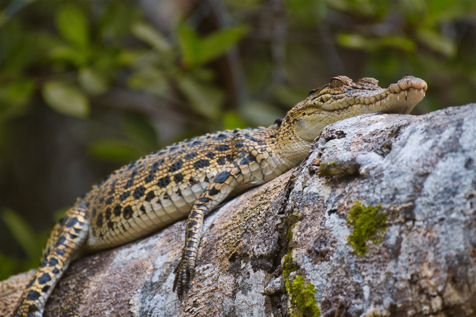 Saltwater Crocodile — Borneo wildlife, book, free download, jungle tour, herp tour