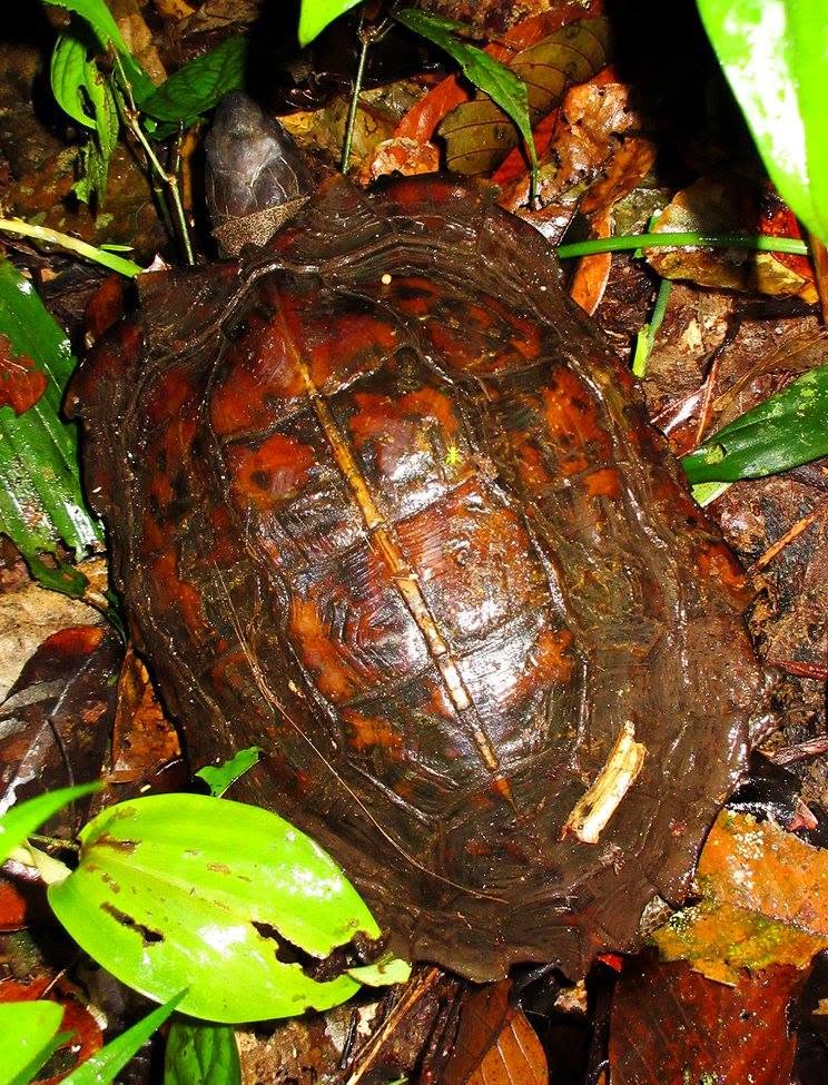 Spiny Hill Turtle — Borneo wildlife, book, free download, jungle tour, herp tour