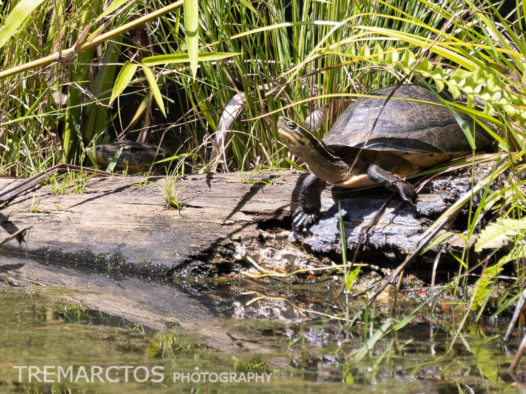 Sunda Box Turtle — Borneo wildlife, book, free download, jungle tour, herp tour