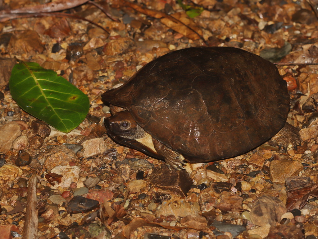 Sunda Leaf Turtle — Borneo wildlife, book, free download, jungle tour, herp tour